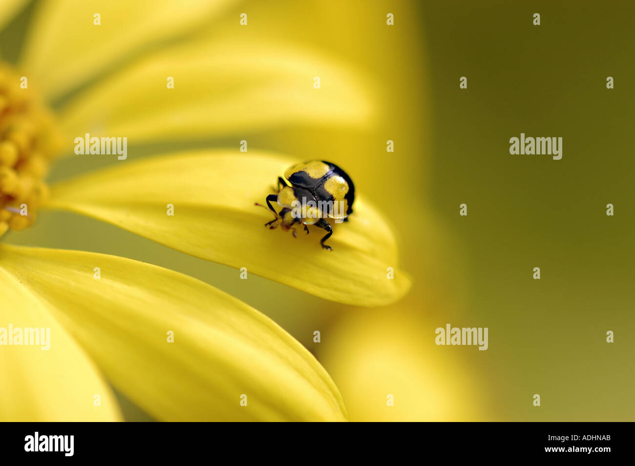 Black and yellow ladybird on daisy Stock Photo Alamy