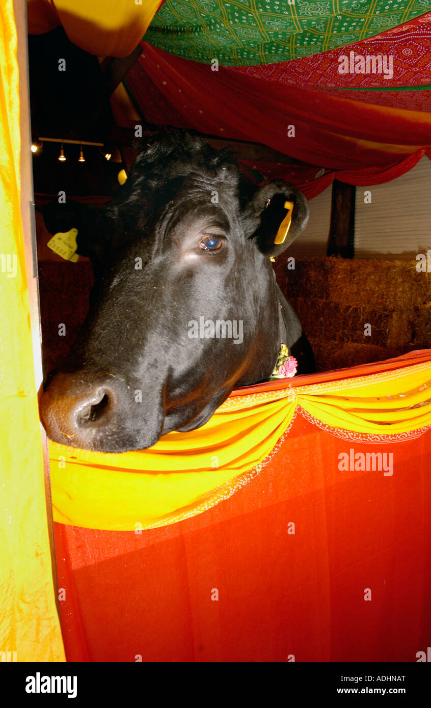 Shambo the sacred bull in his temple at Skanda Vale Hindu community ...