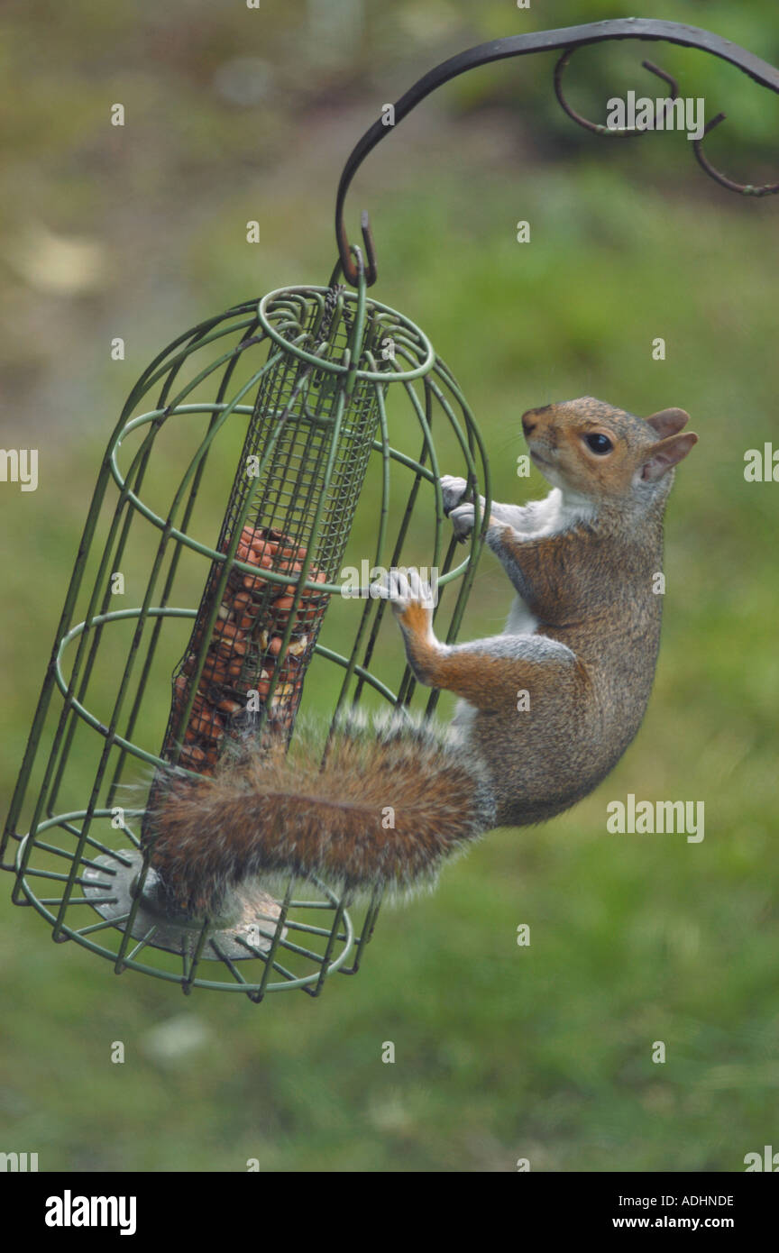 Grey Squirrel On Squirrel Proof Feeder Stock Photo 4383197 Alamy