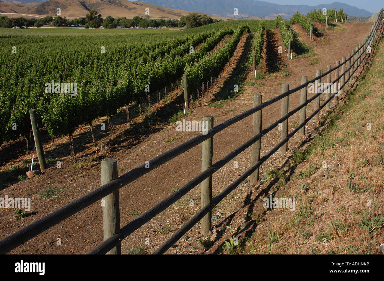 Vineyards Stock Photo