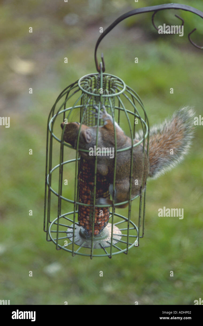 Squirrel Proof Bird Feeder Stock Photos Squirrel Proof Bird
