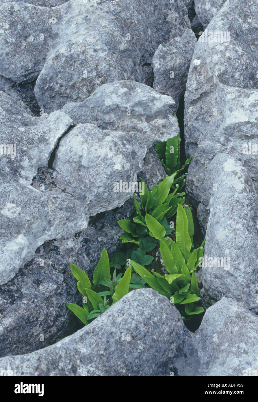 Harts tongue fern in limestone Stock Photo