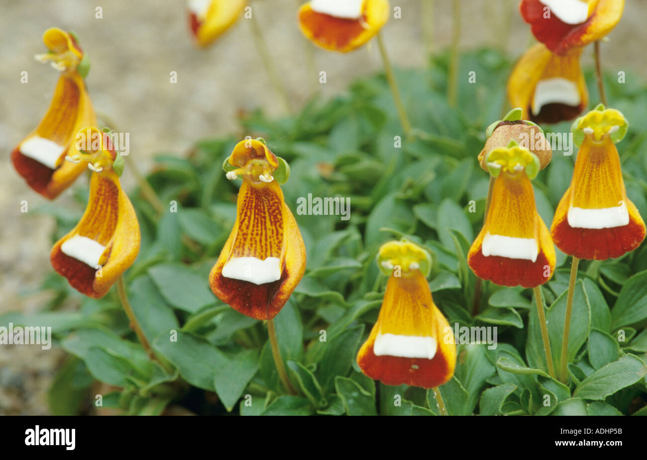 Calceolaria uniflora Stock Photo