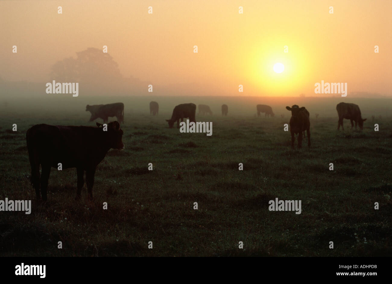 Cows on a field at sunrise Stock Photo