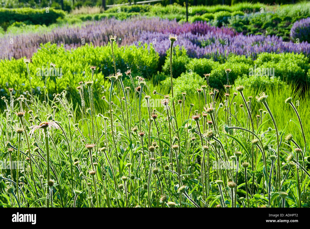 Chicago Lurie Gardens / Millennium Park Stock Photo