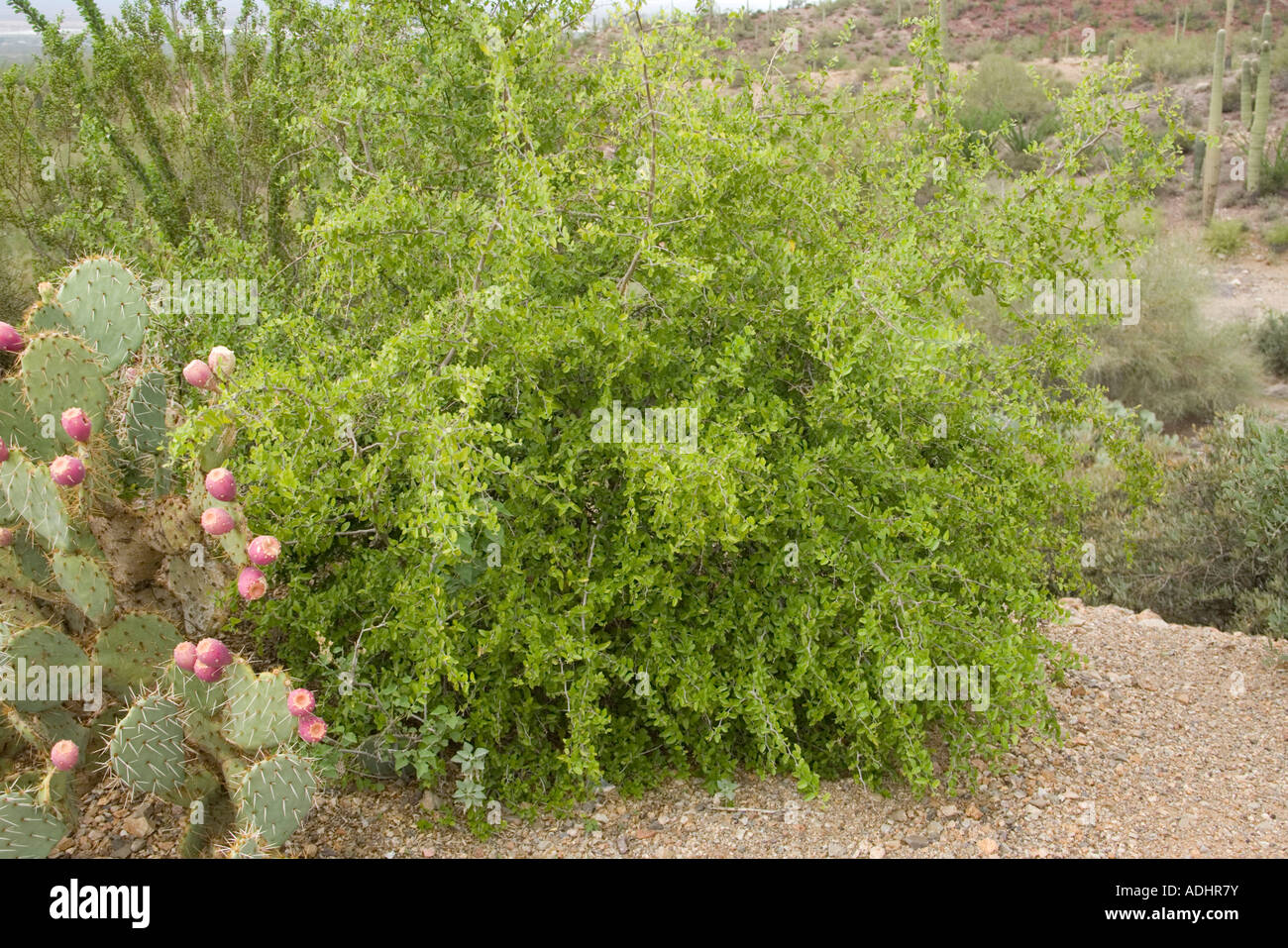 Desert Hackberry Celtis pallida Tucson Arizona United States 29 July Ulmaceae Stock Photo