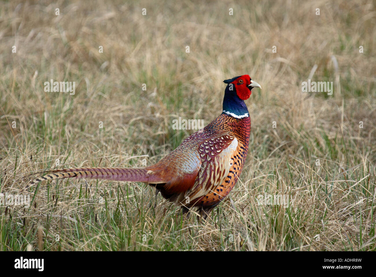 A male Pheasant in the grassland in Neusiedlersee – Seewinkel National Park on Austrian-Hungarian border Stock Photo