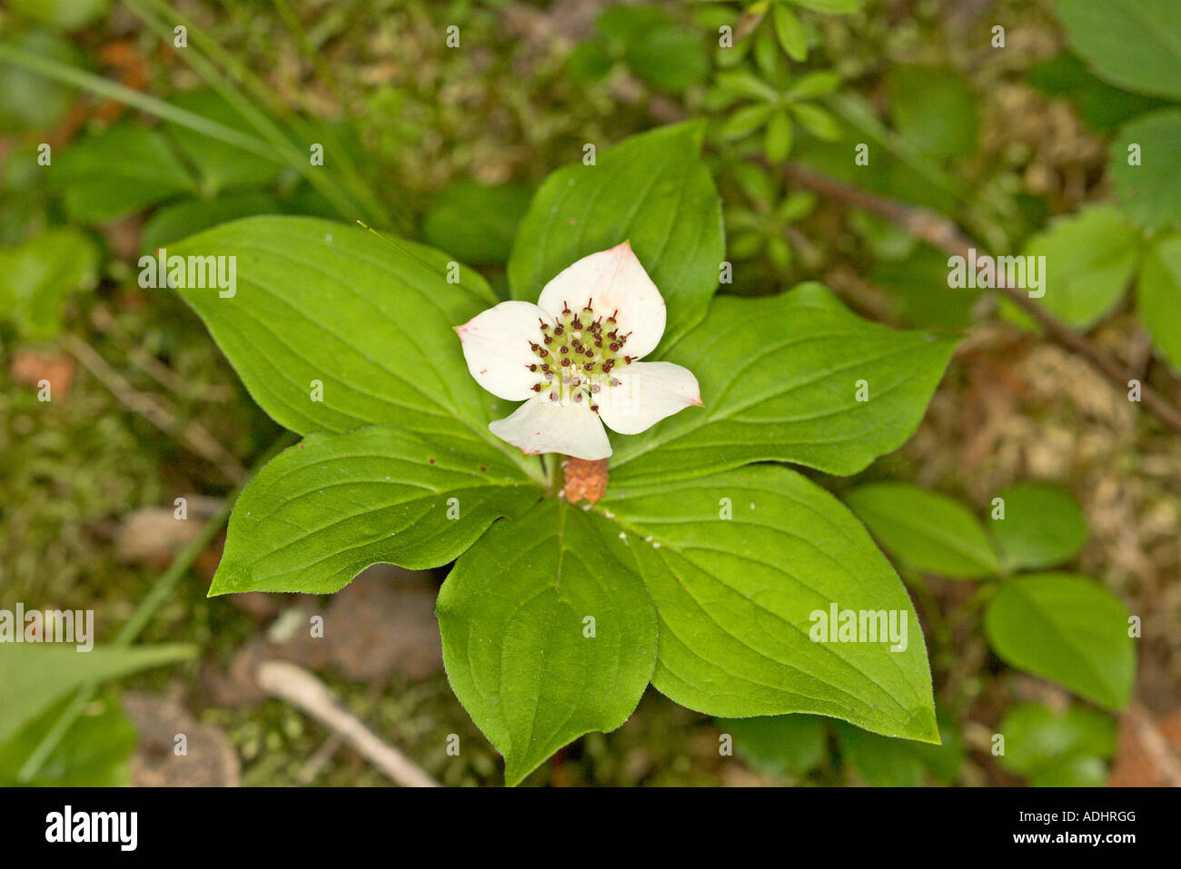 Bunchberry Cornus canadensis Swan River Itasca County Minnesota USA 21 June Cornaceae Stock Photo