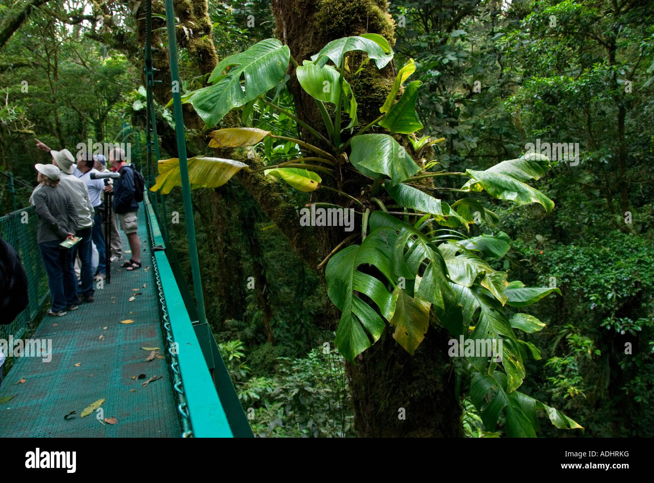 Bird watching at Monteverde Cloud Forest Preserve. Puntarenas province, Costa Rica. Central America Stock Photo