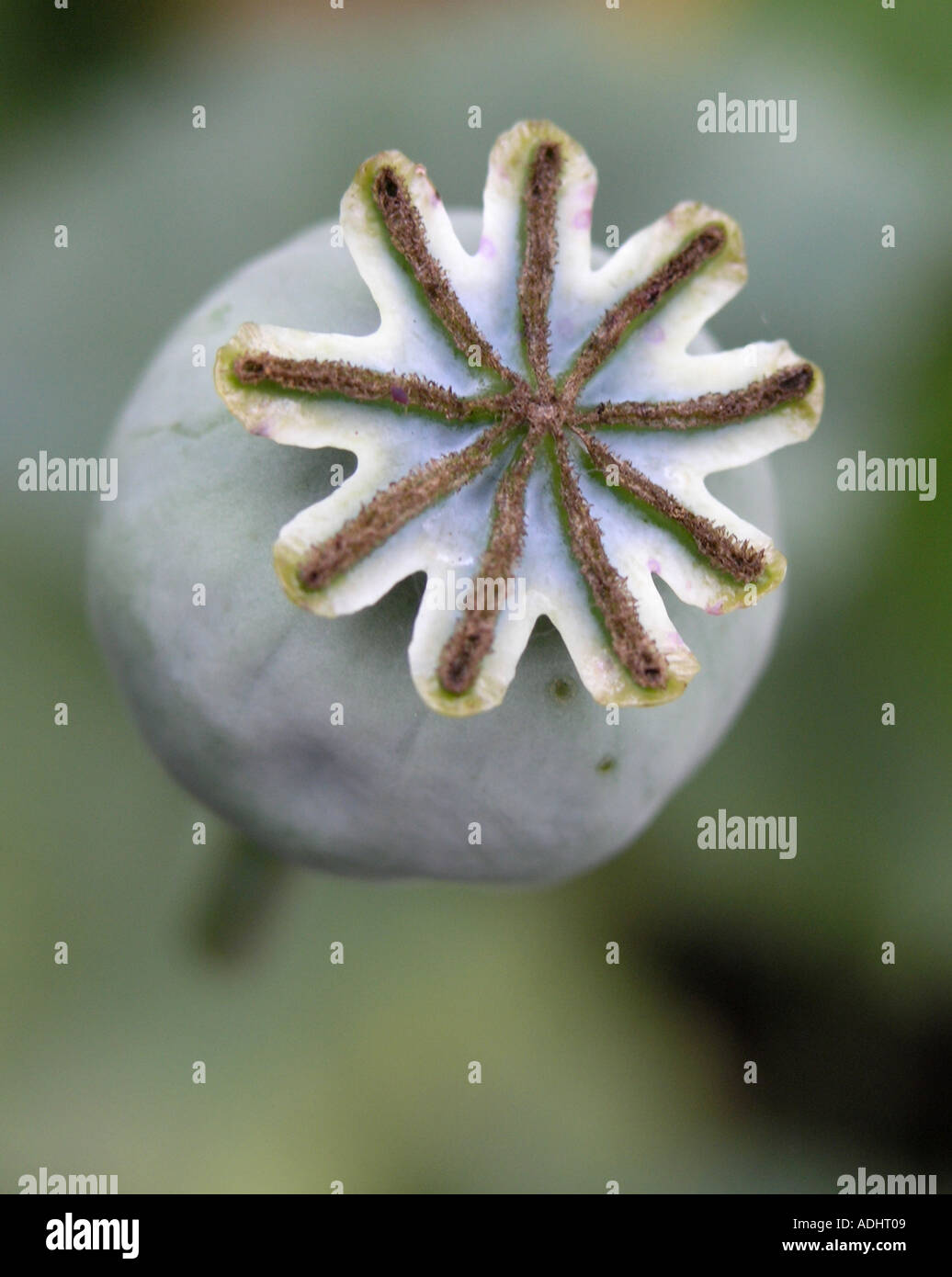 Poppy seed head Stock Photo Alamy