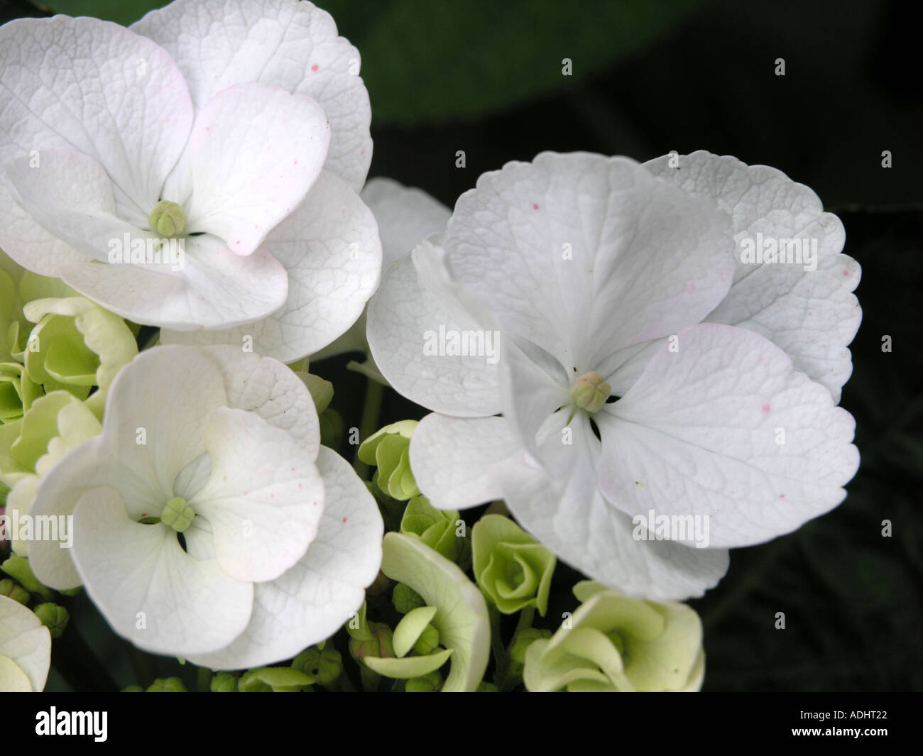 White Lace flower hydrangea Stock Photo Alamy