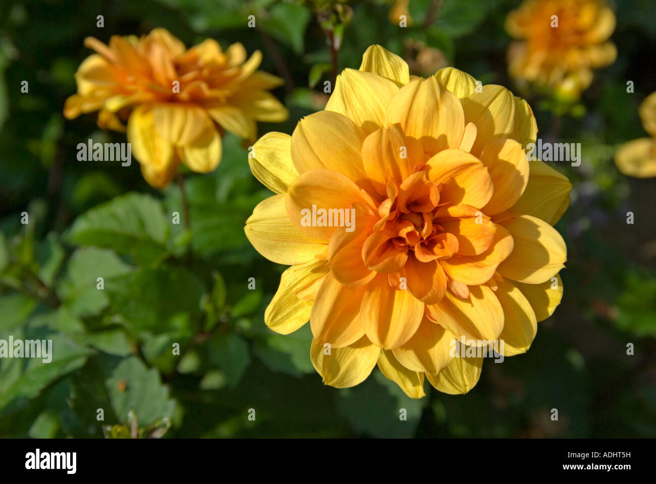 Orange garden colour hi-res stock photography and images - Alamy