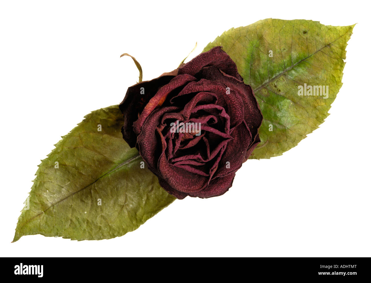 Closeup of a Red withered rose Stock Photo - Alamy