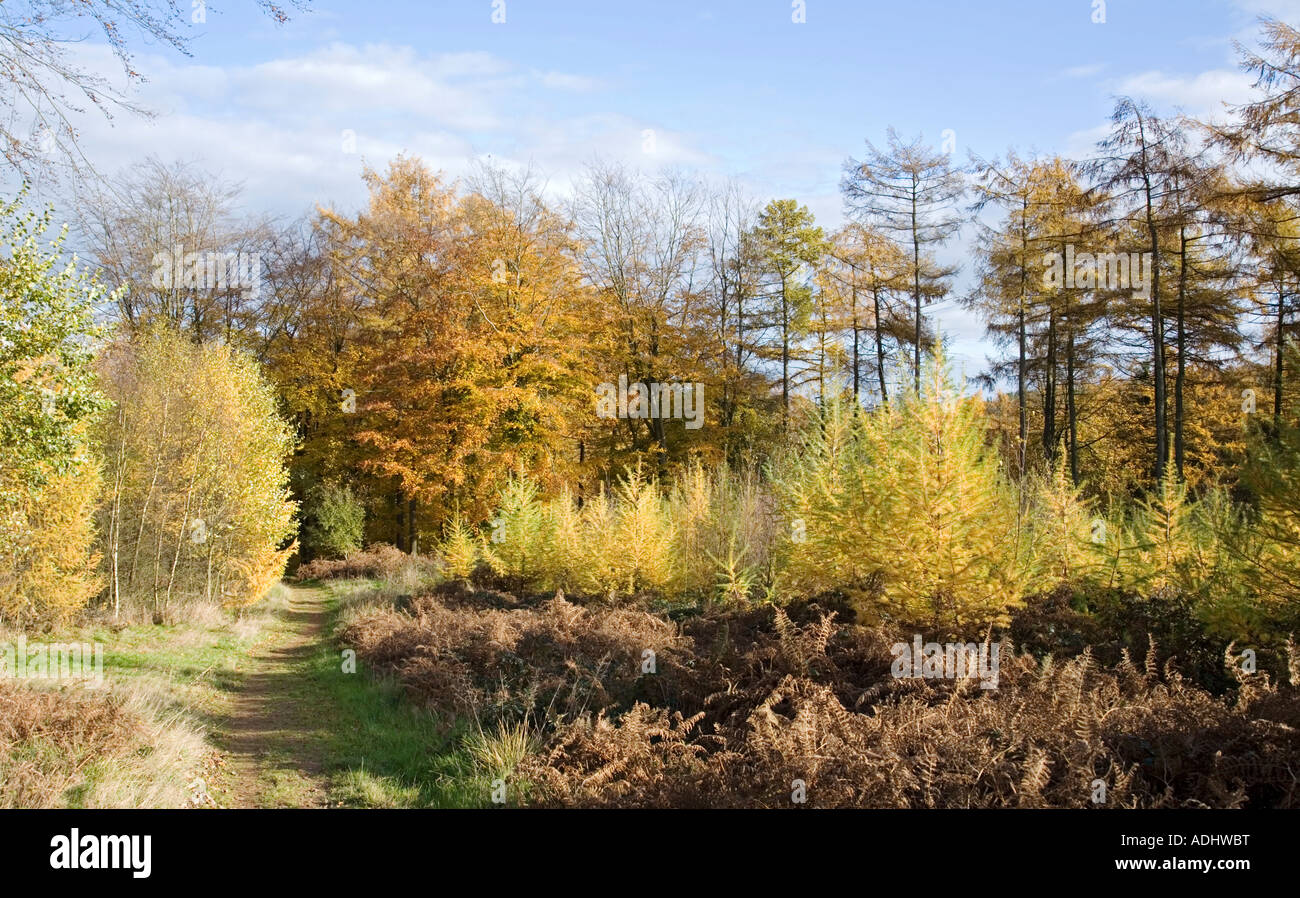 Deciduous & Coniferous Woodland Beech Trees Autumn Colour Cannock Chase