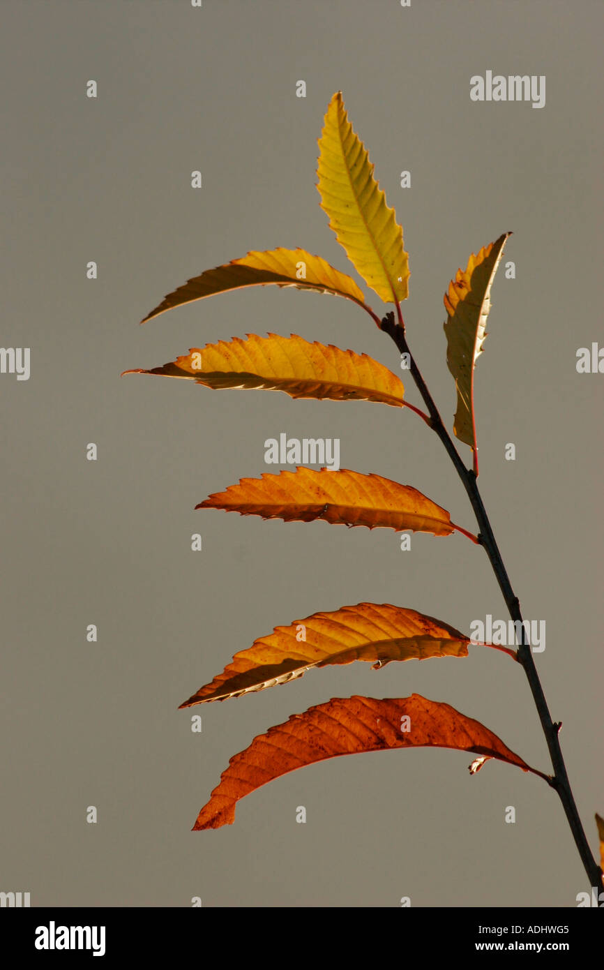 Sweet Chestnut Castanea sativa Leaves Against Plain Background Stock Photo