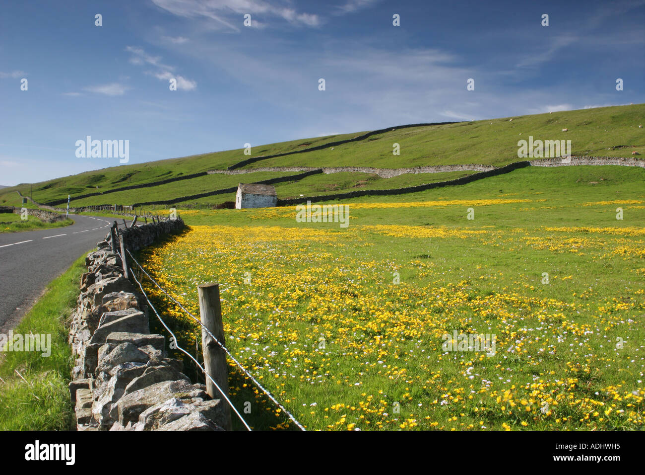 Wild Flower Meadow With Dry Stone Wall and Barn Upper Teesdale County Durham Stock Photo