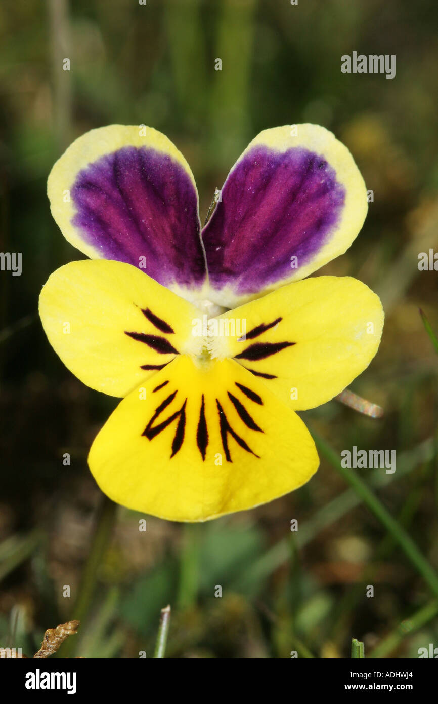 Mountain Pansy Viola Lutea Widdy Bank Fell Nature Reserve Upper Teesdale Pennines County Durham Stock Photo