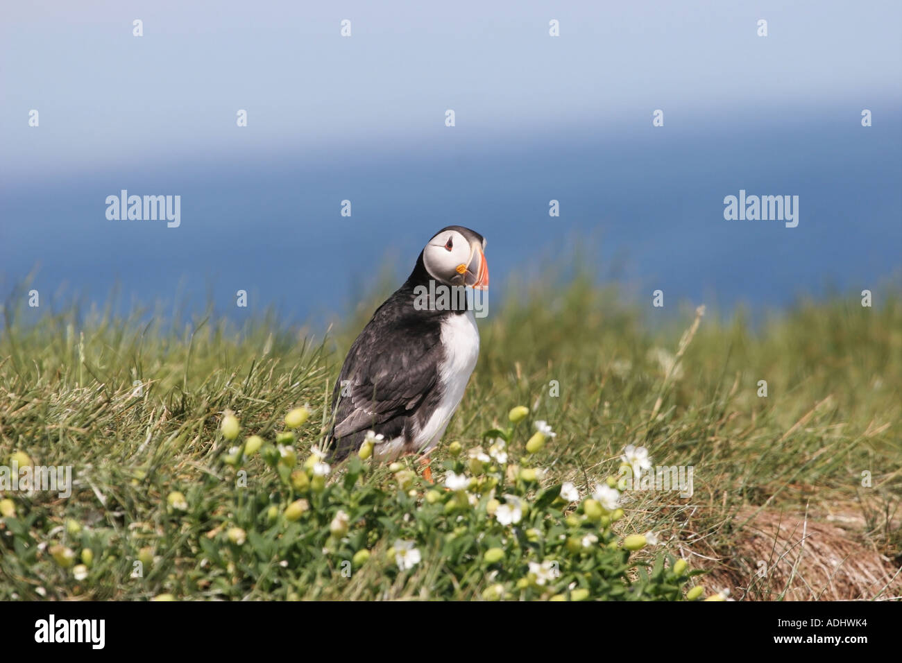 Puffin Surrounded by Sea Campion Flowers Silene uniflora Farne Islands North East Coast of England Stock Photo