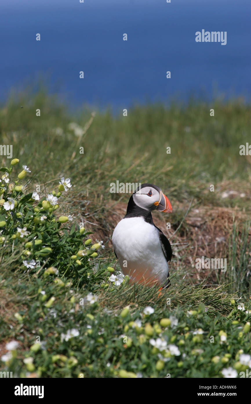 Puffin Surrounded by Sea Campion Flowers Silene uniflora Farne Islands North East Coast of England Stock Photo