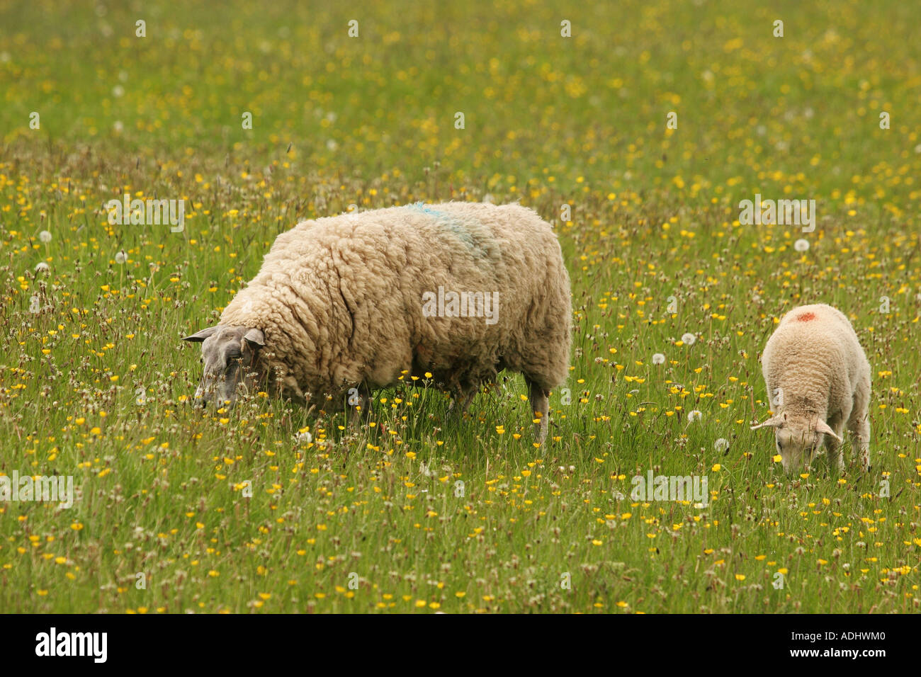 Ewe and Lamb Grazing on Traditional Meadow Land Marwood Teesdale County Durham Stock Photo