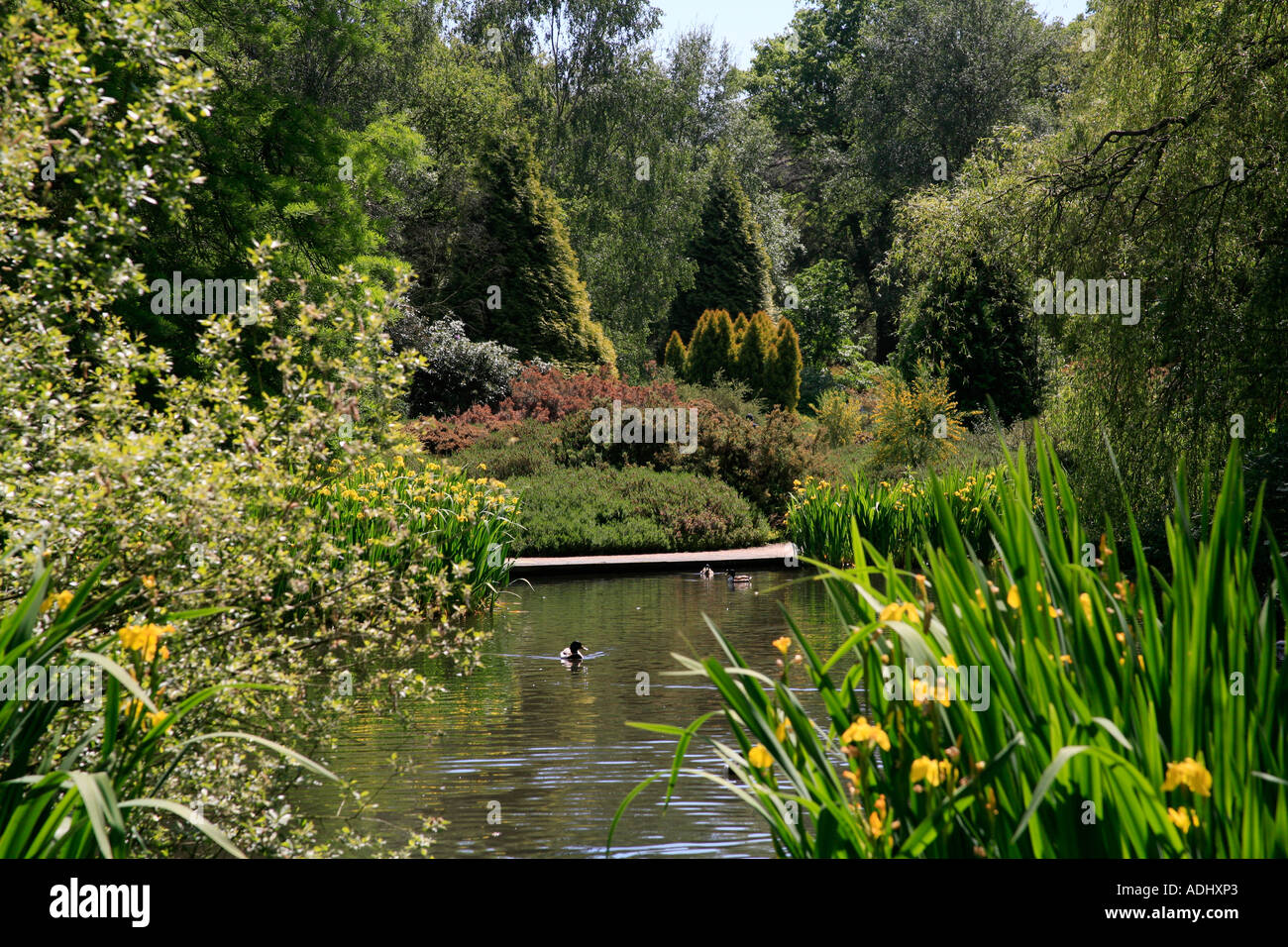 Isabella Plantation in centre of Richmond Park in London England Stock Photo