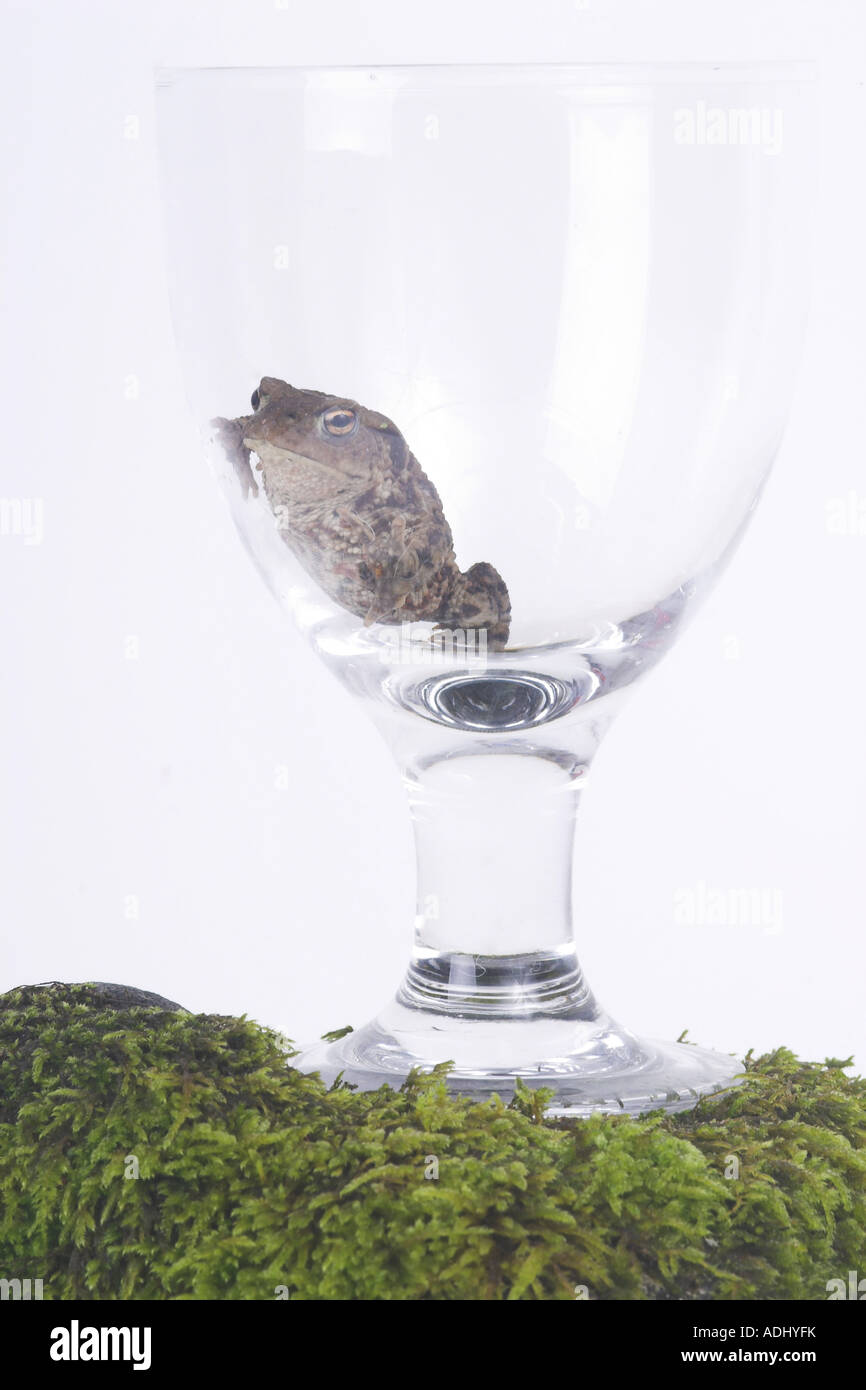 A Stock Photograph of a frog in a glass on a rock covered in moss with a white background behind Stock Photo