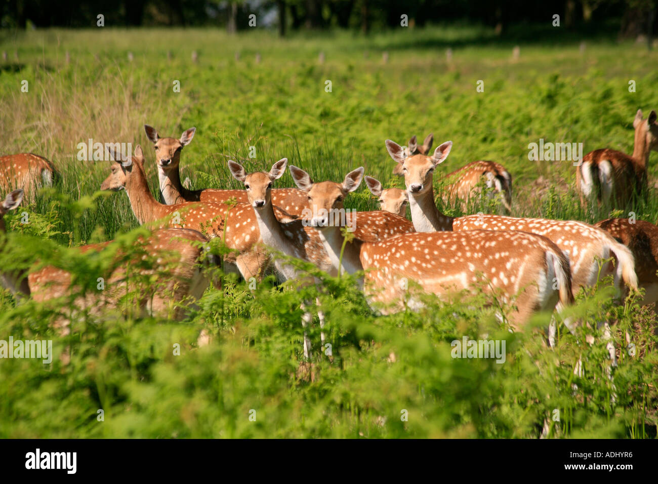 Deer in Richmond Park London Surrey Stock Photo