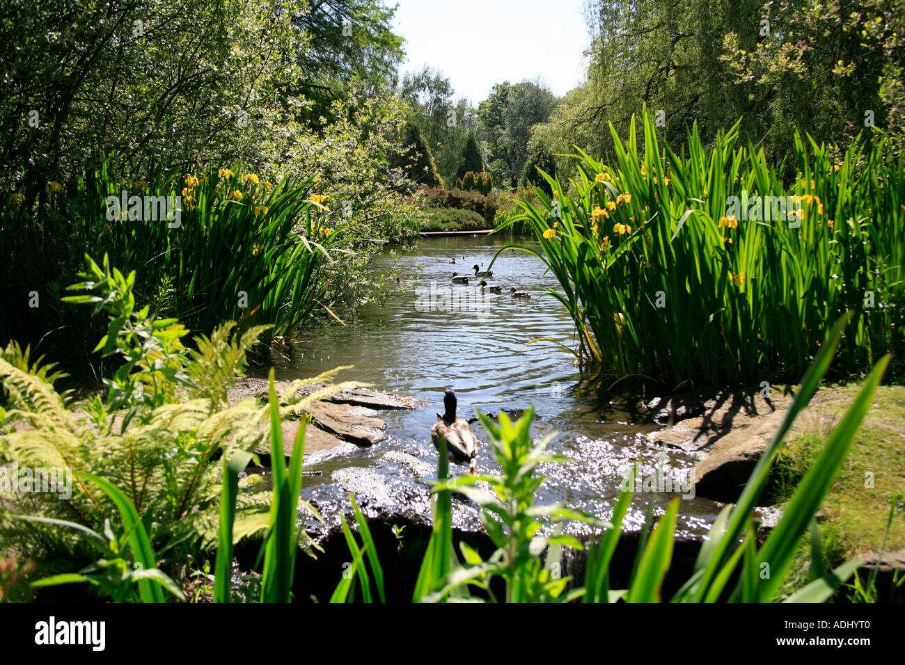 The pond at the Isabella Plantation in centre of Richmond Park in London England Stock Photo