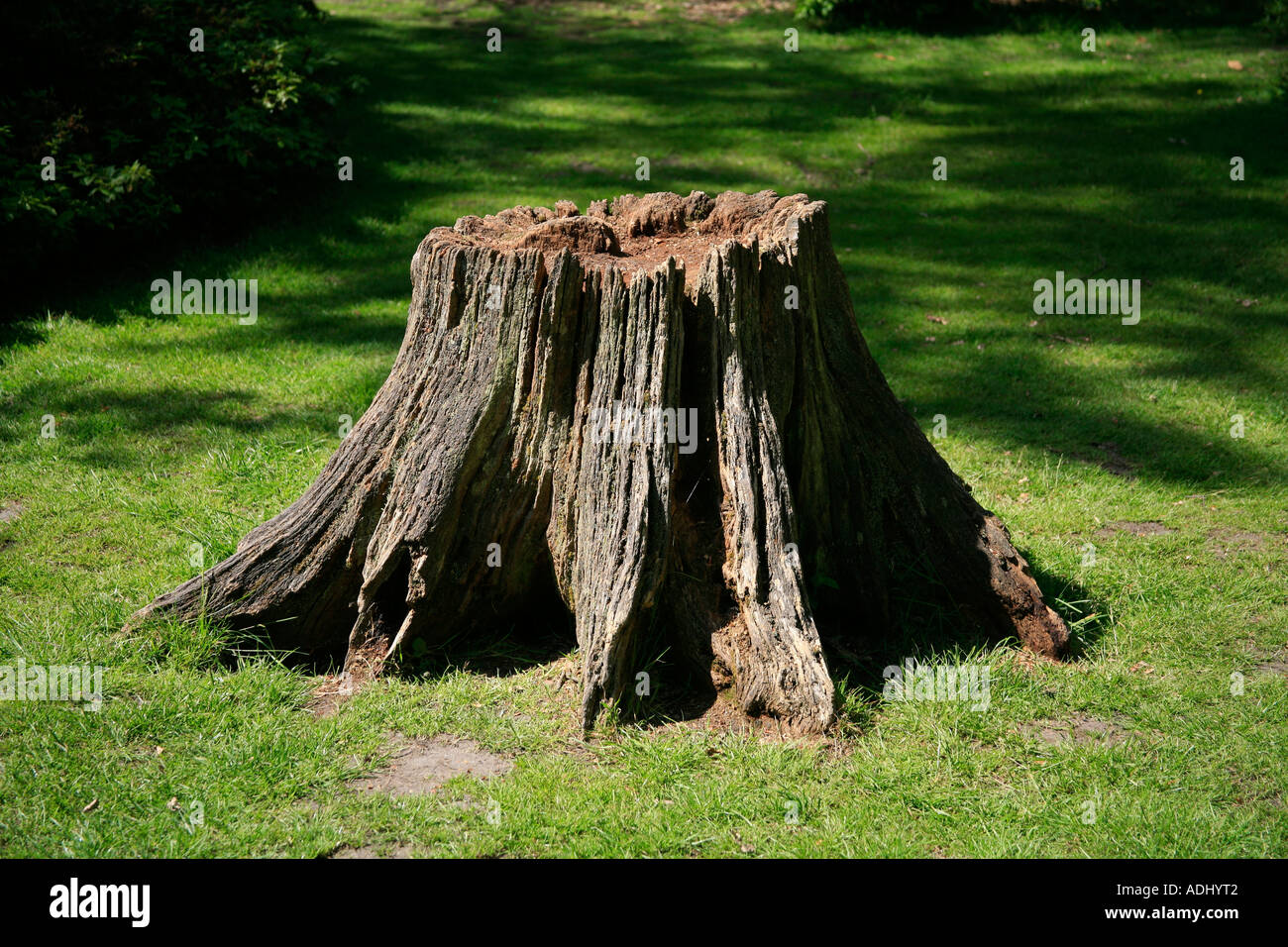 Broken off stump of an old tree Stock Photo