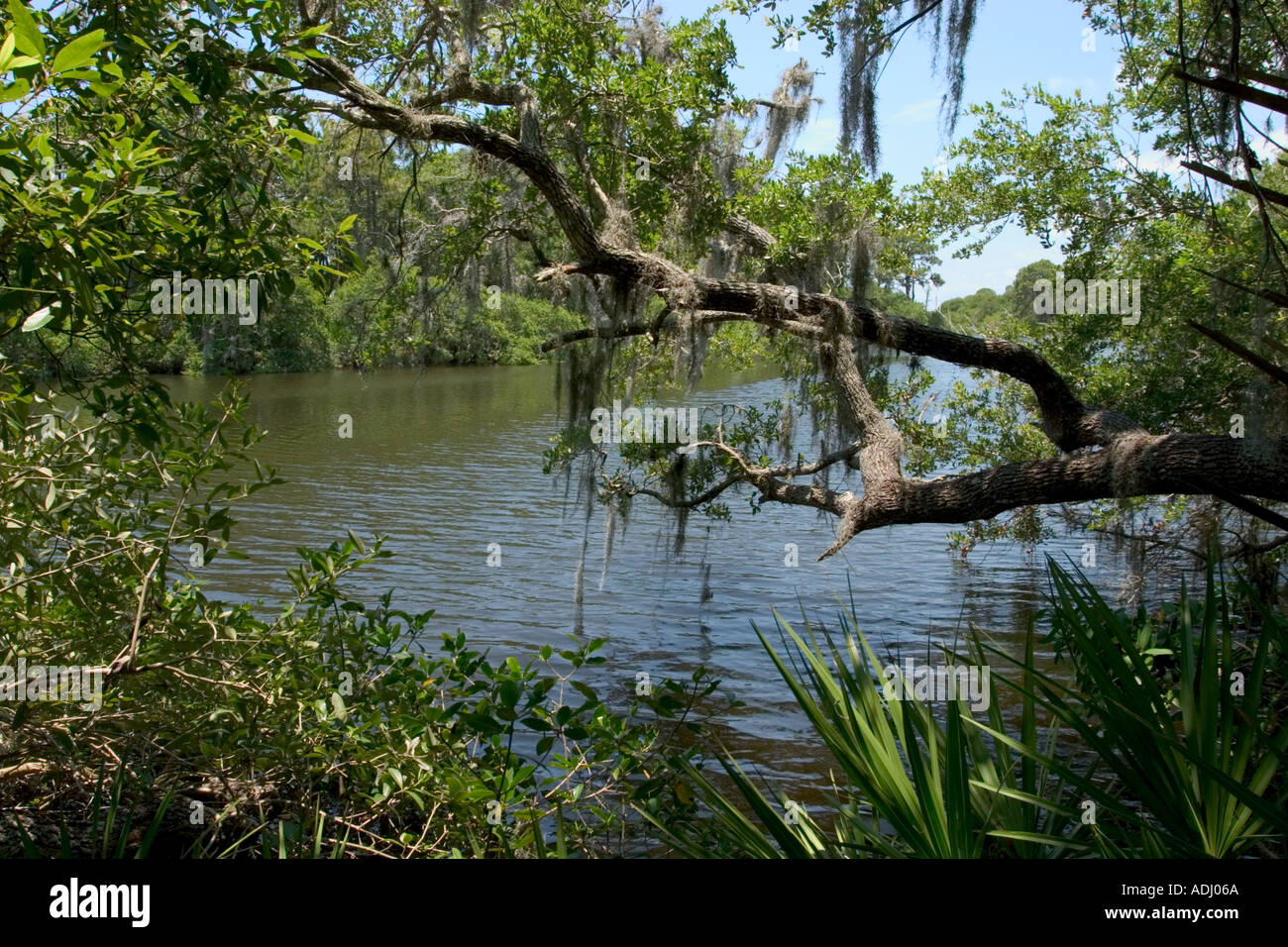 South Creek Oscar Scherer State Park Florida Stock Photo - Alamy