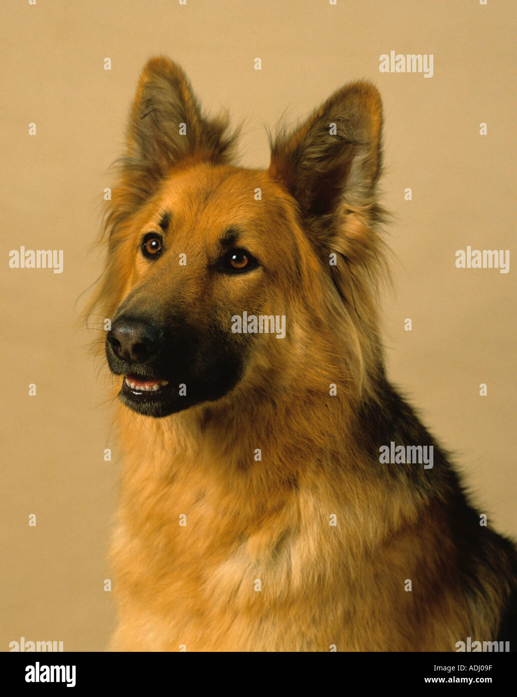 German Shepherd Dog Portrait Stock Photo