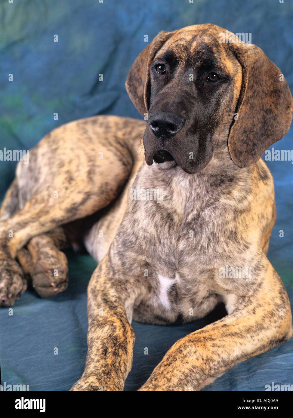 Great Dane Puppy at 14weeks Stock Photo