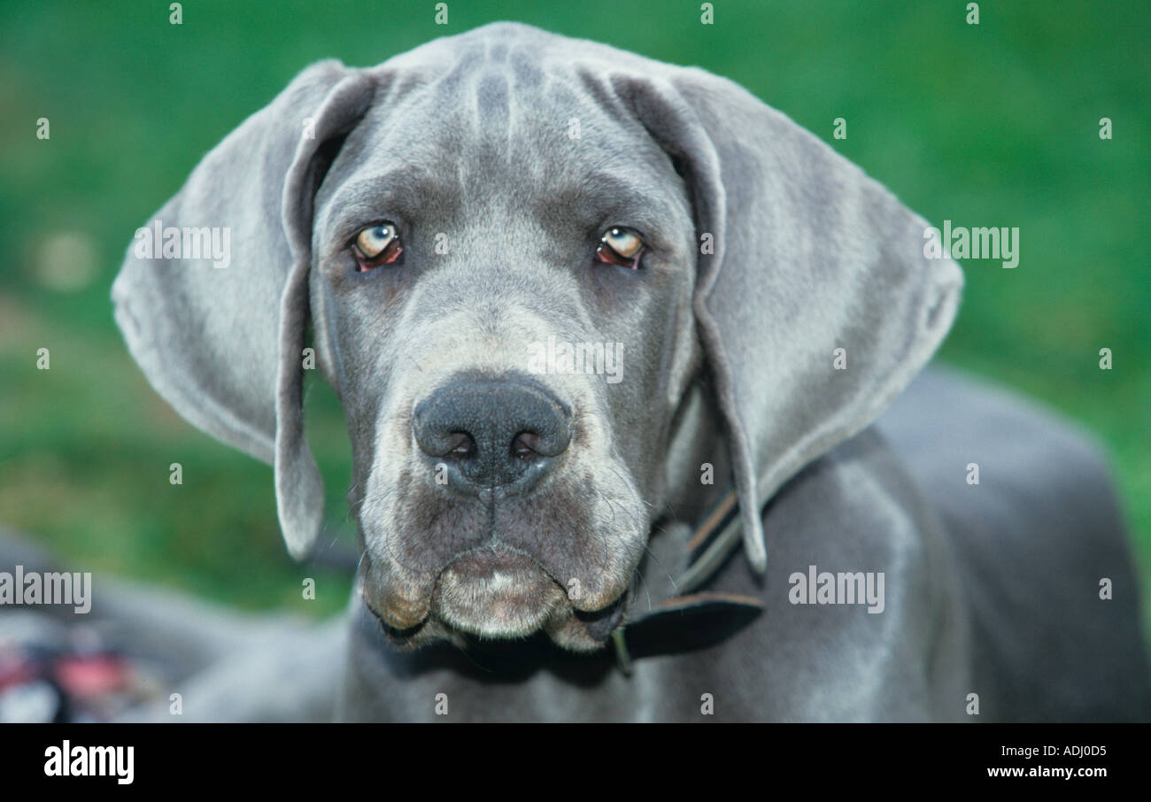 Great Dane Puppy at 14 weeks old Stock Photo