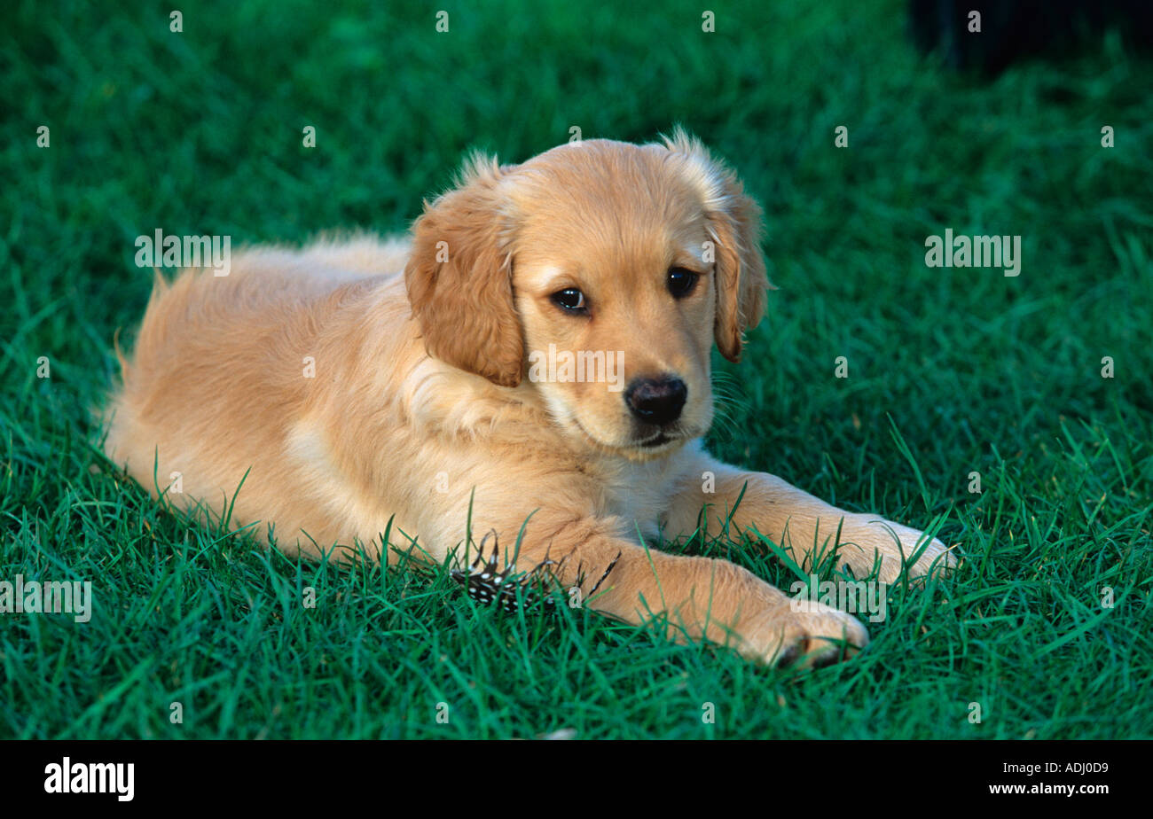 Golden Retriever Puppy Stock Photo - Alamy