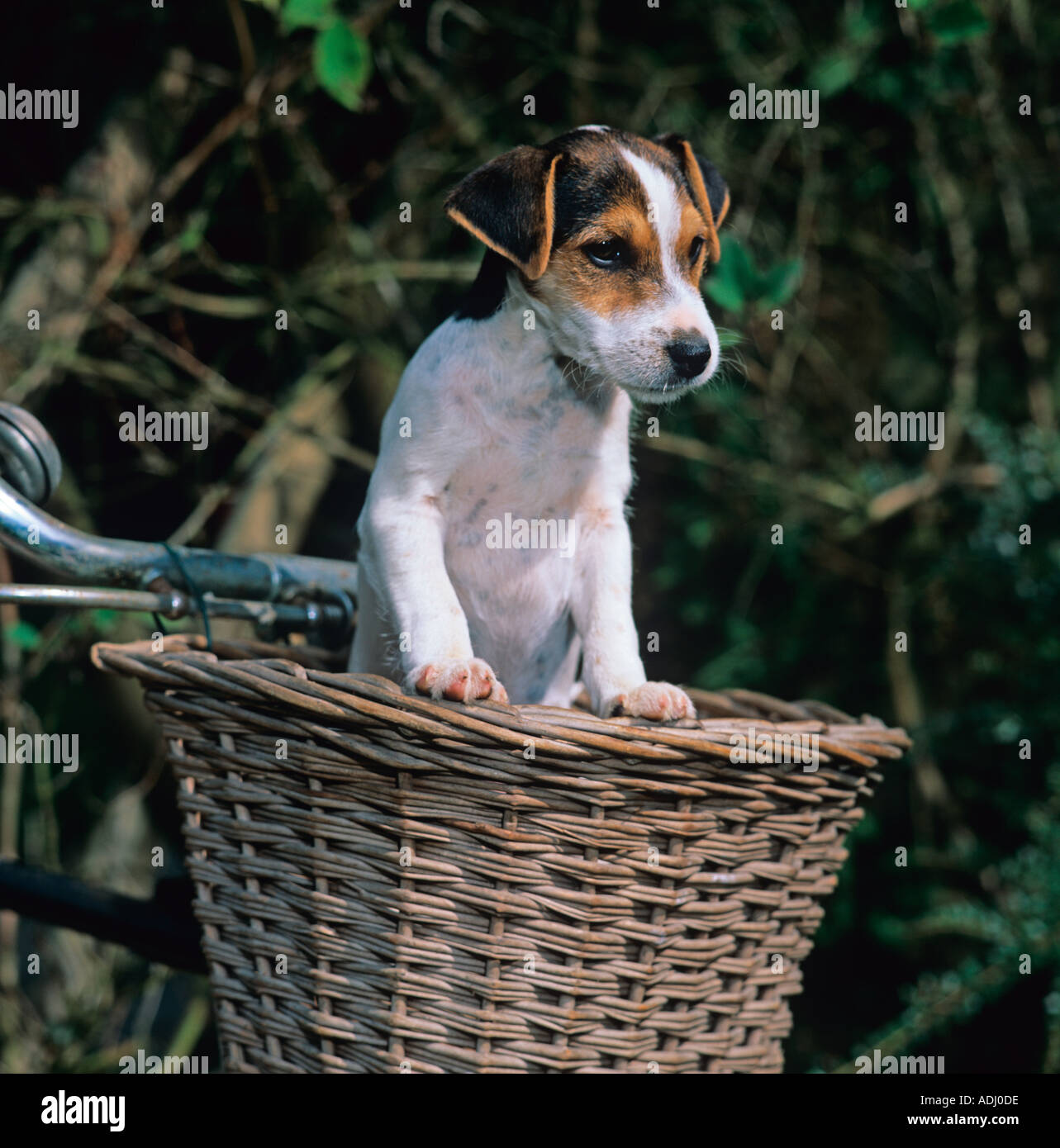 Jack Russell Terrier Puppy in Bike Basket Stock Photo Alamy