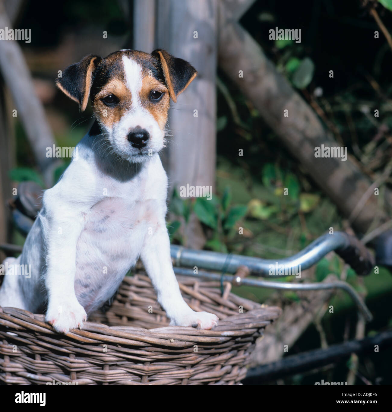 Jack Russell Terrier Puppy in Bike Basket Stock Photo Alamy