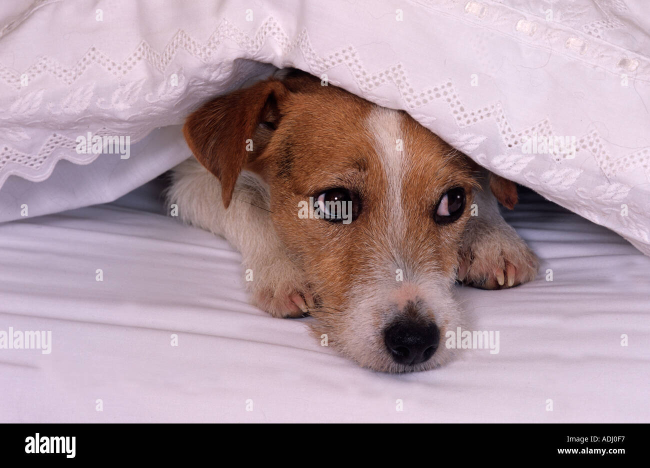 Jack Russell Terrier in Owners Bed Stock Photo Alamy