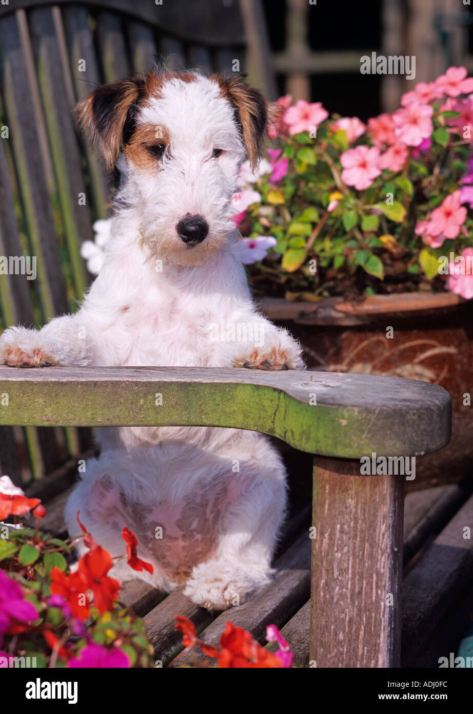 Fox Terrier Puppy Stock Photo
