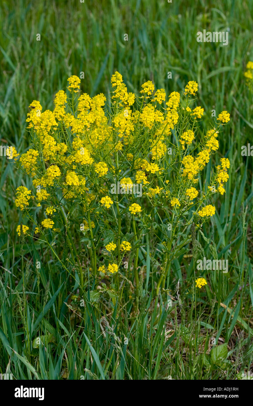 Early Yellowrocket Barbarea verna Boone Watauga County North Carolina 7 May Full plant Brassicaceae Stock Photo