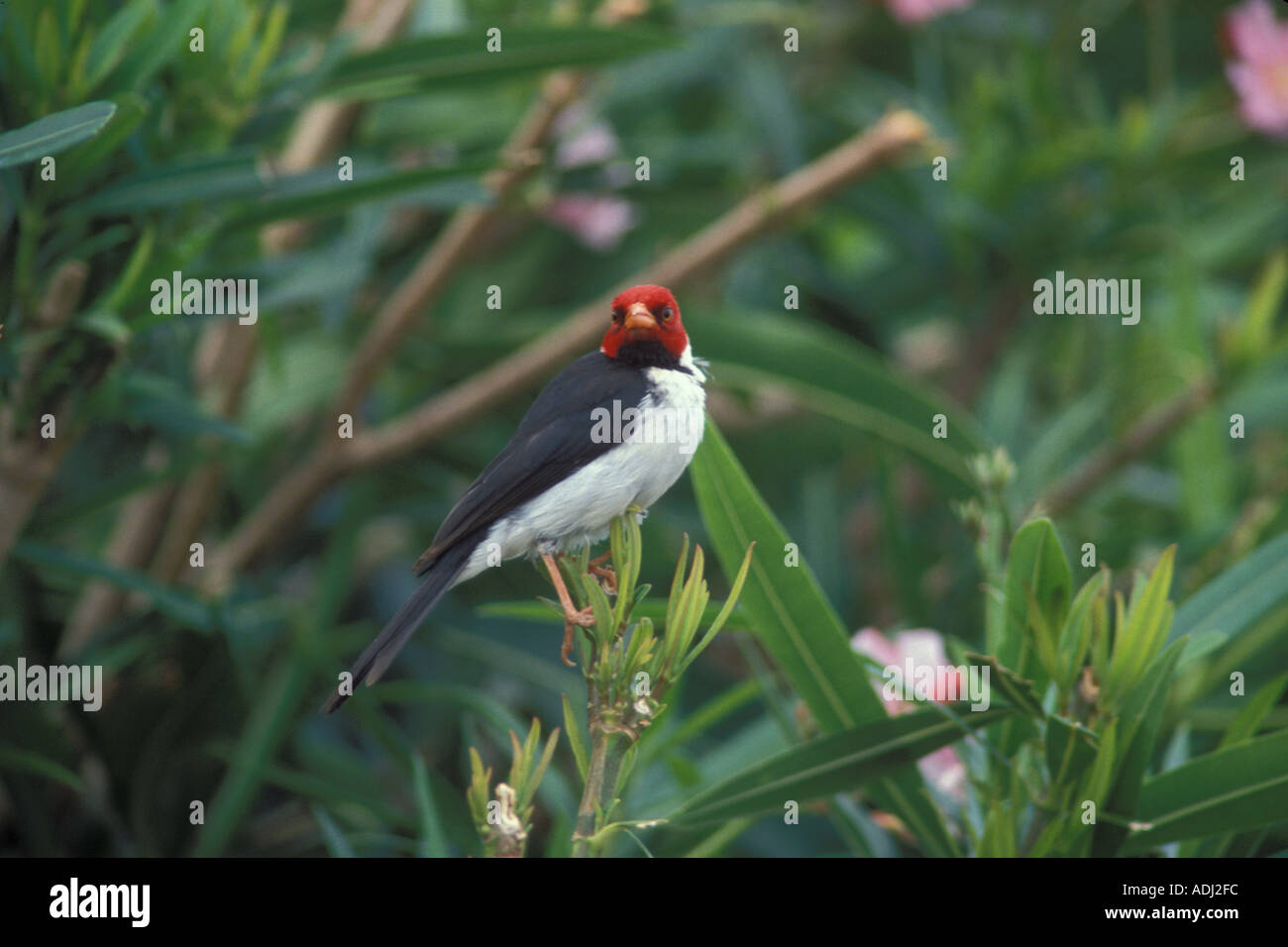 Yellow billed cardinal Paroaria capitata native to South America