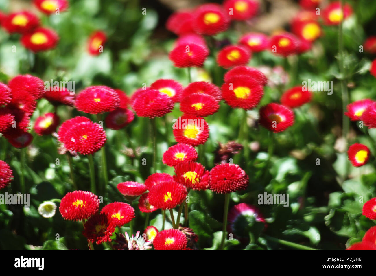 Scientific name chrysanthemum hires stock photography and images Alamy