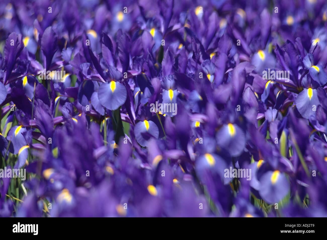 Brilliant blue Iris prismatica in display garden .  A perennial herb growing from creeping rhizomes. Stock Photo