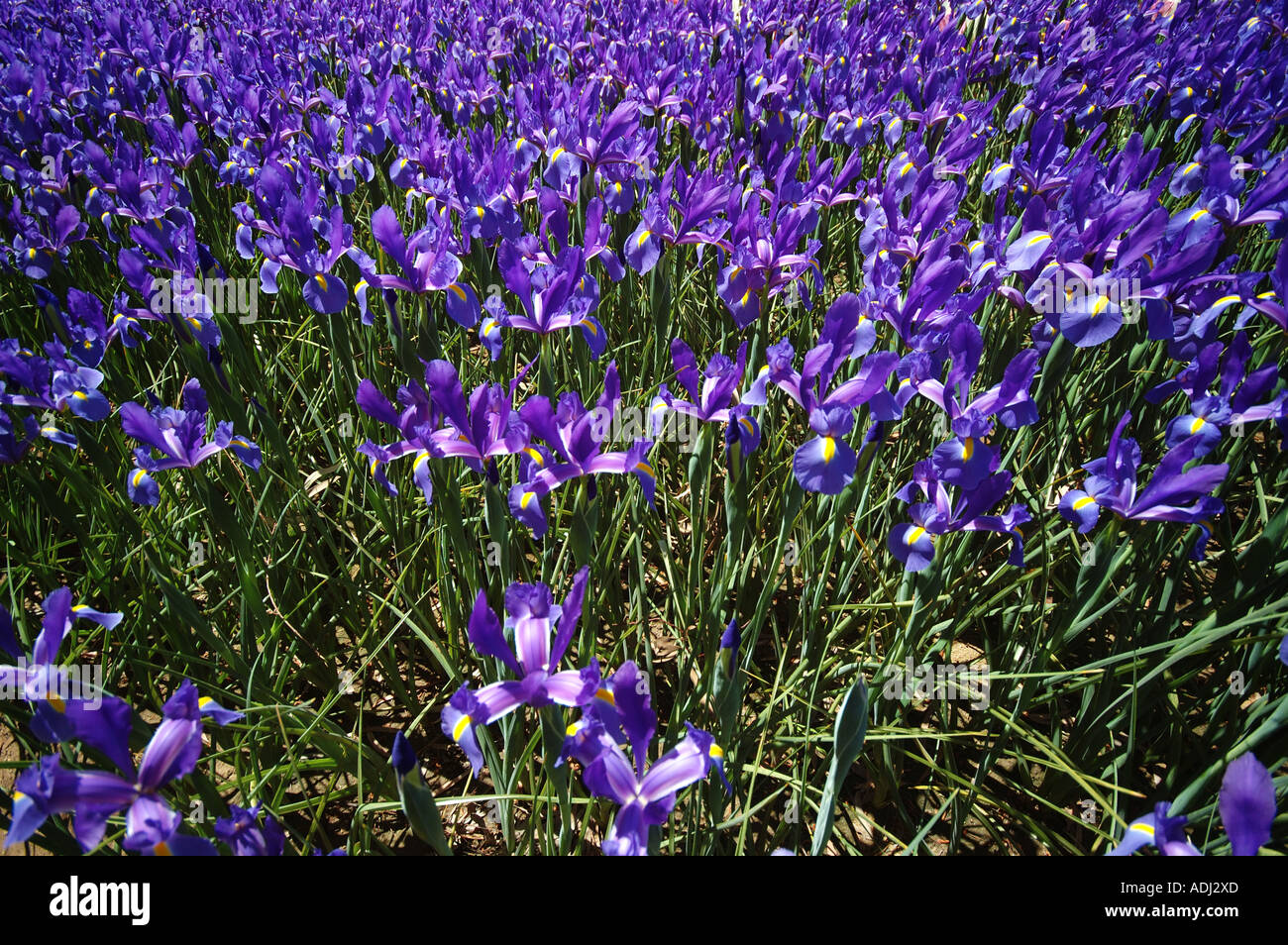Iris prismatica in display garden  a perennial herbs, growing from creeping rhizomes Stock Photo