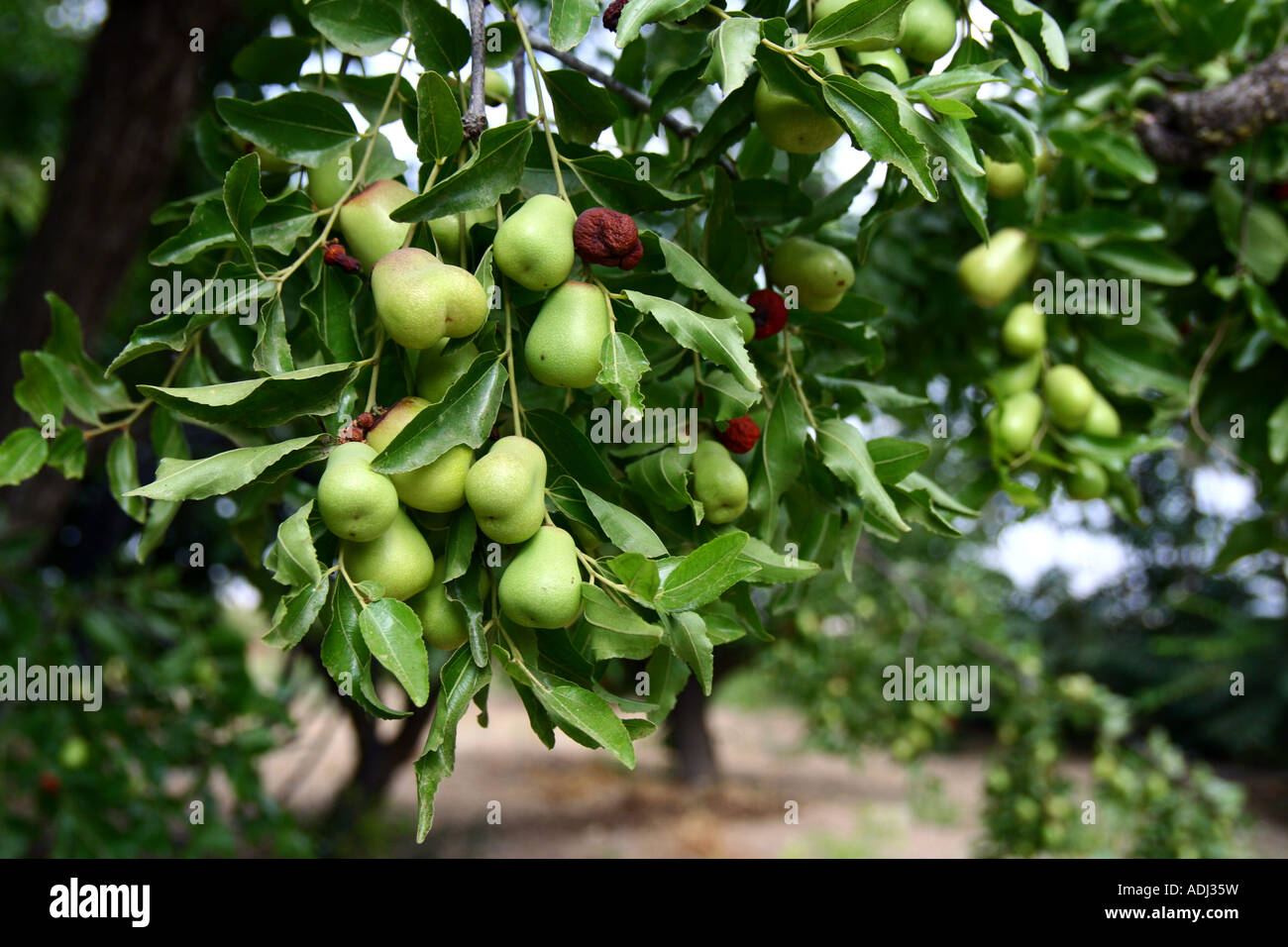 Injaro Tree Ziziphus vulgaris hi-res stock photography and images - Alamy