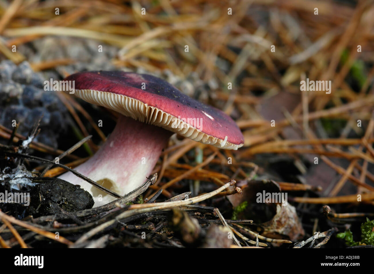 Primrose Brittlegill Russula sardonia Stock Photo Alamy