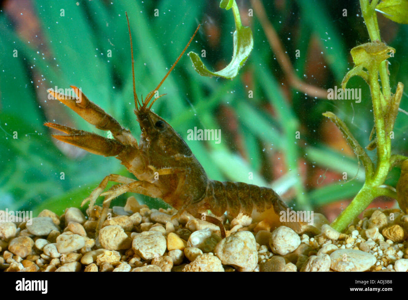 Crayfish in threat posture Astacus Pallipes Stock Photo