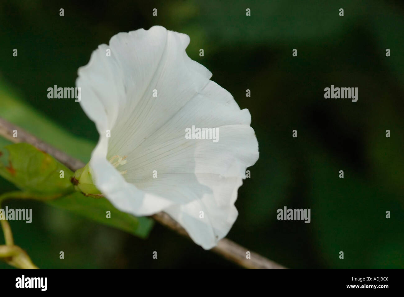Hedge Bindweed Creeper High Resolution Stock Photography and Images - Alamy