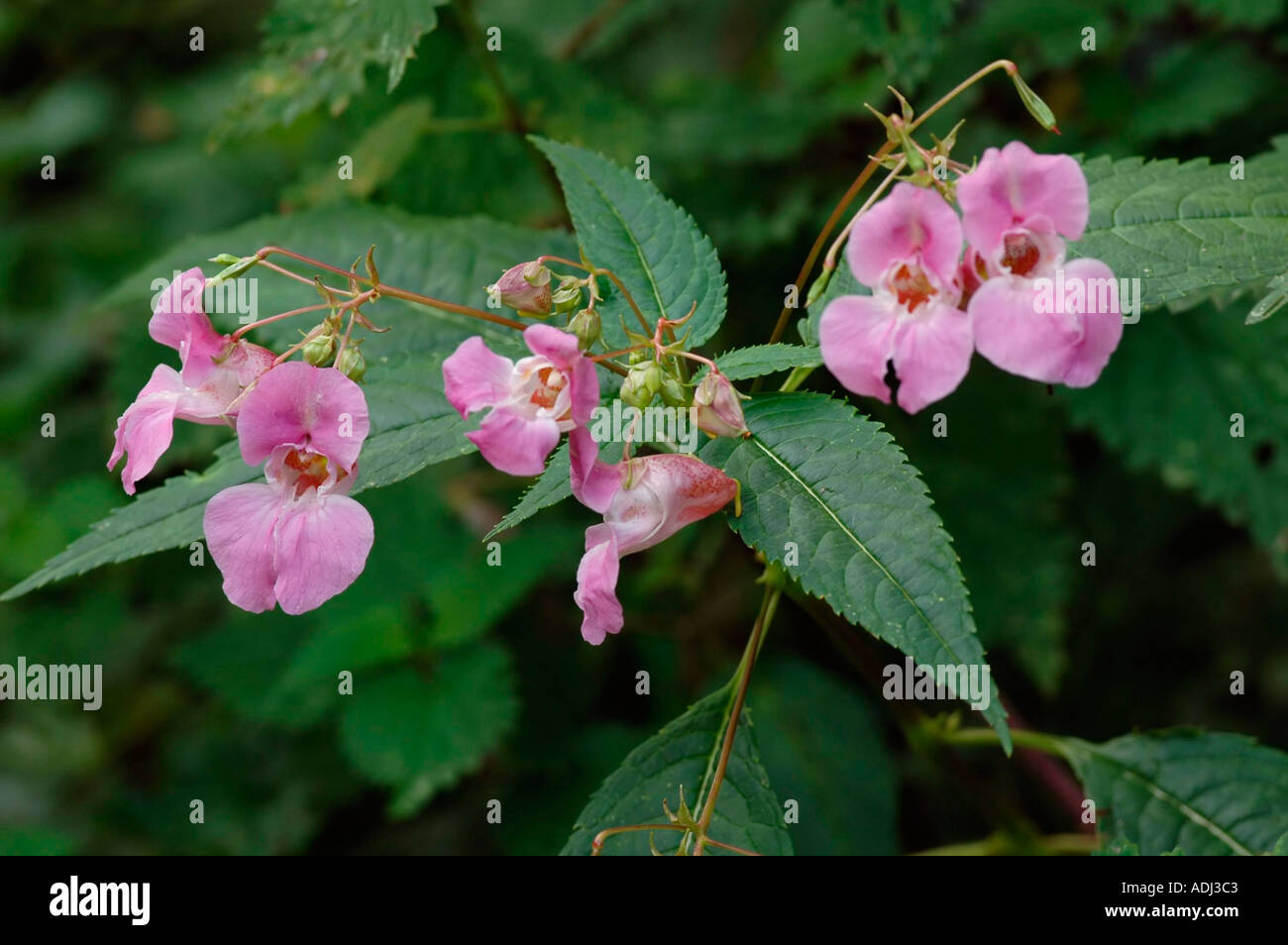 himalayan-balsam-impatiens-glandulifera-stock-photo-alamy