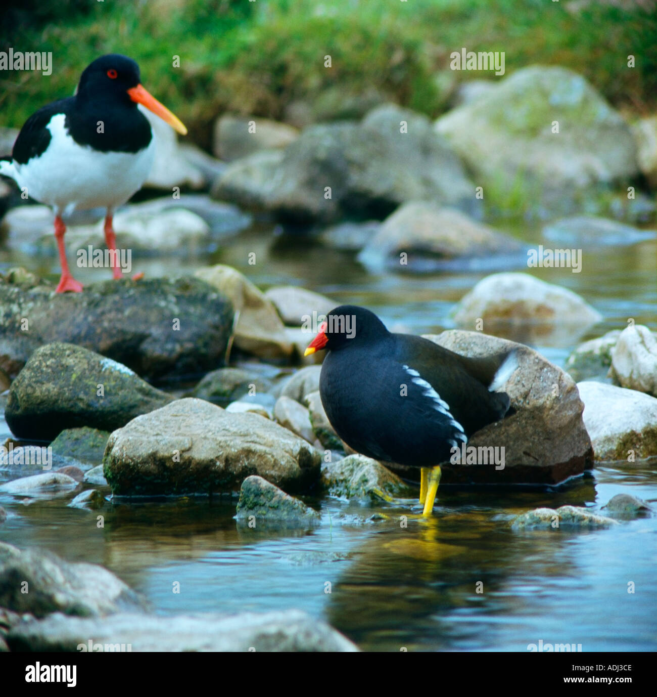 Oyster catcher birds hires stock photography and images Alamy