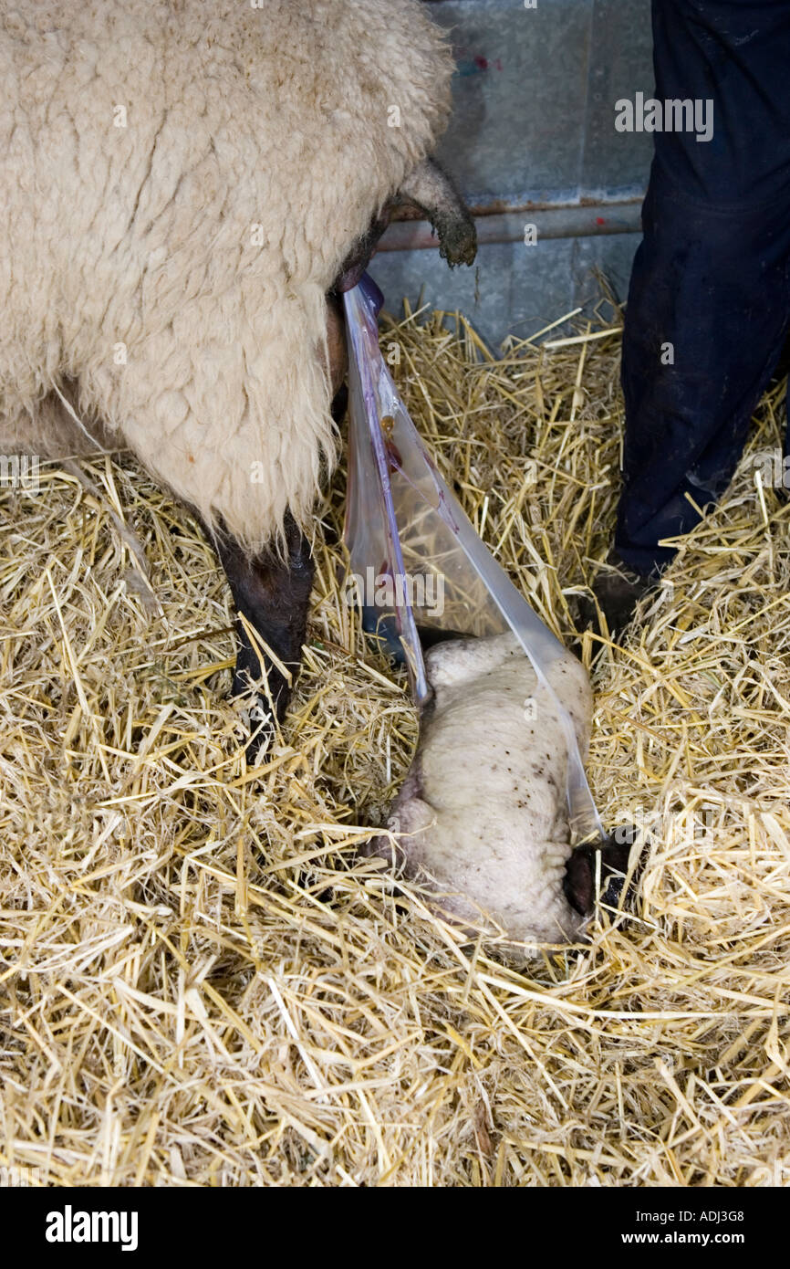 Sheep giving birth hires stock photography and images Alamy